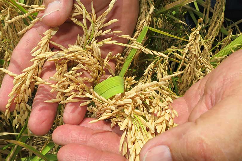 Texas NRCS Accepting Conservation Applications From Rice Producers