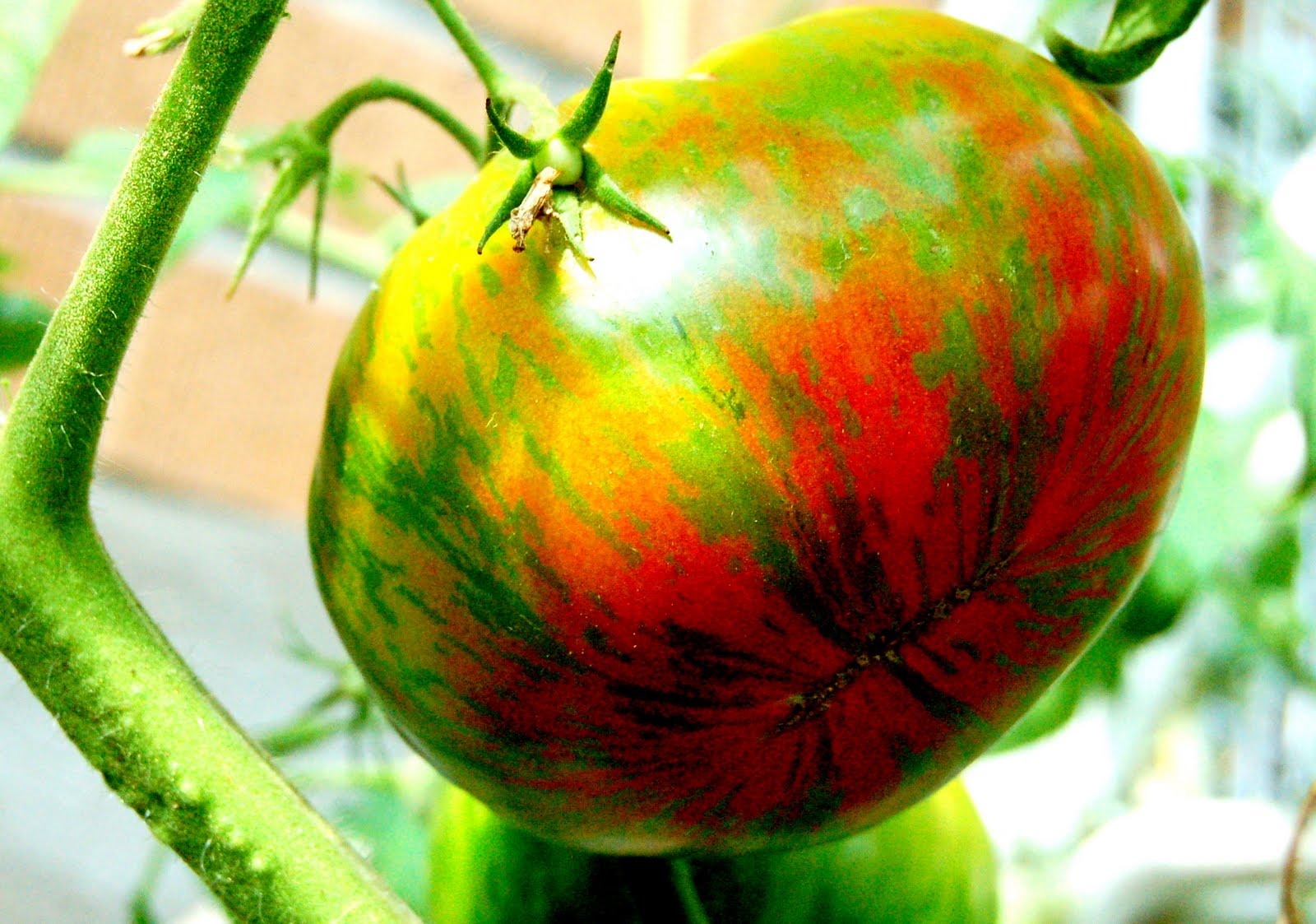 Why I Am Hooked On Ontario Heirloom Tomatoes