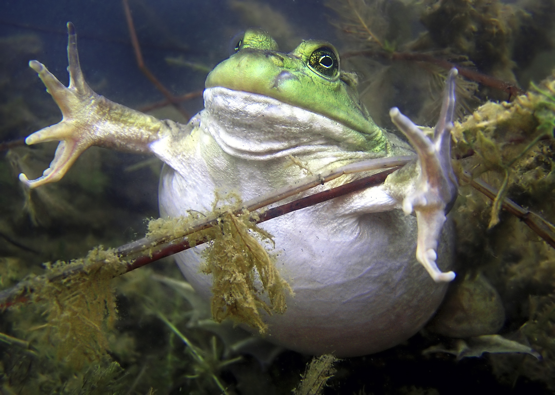 Our Wildlife: The (Canadian) American Bullfrog