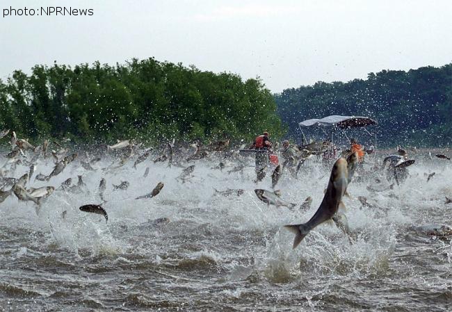 Asian Silver Carp Set To Invade Great Lakes