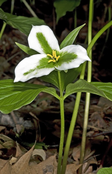 Places To Pick Provincial White Trillium In Ontario