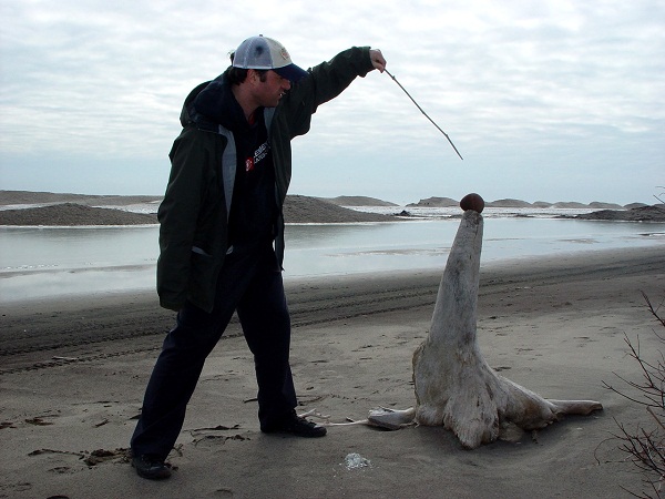 Ontario Beach Zoomorph Profiled In Mexico City University Of Art Publication