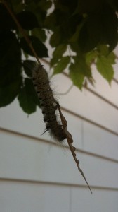 The Hickory Tussock Moth Caterpillar as found on Prospect Street, Port Dover, Ontario 