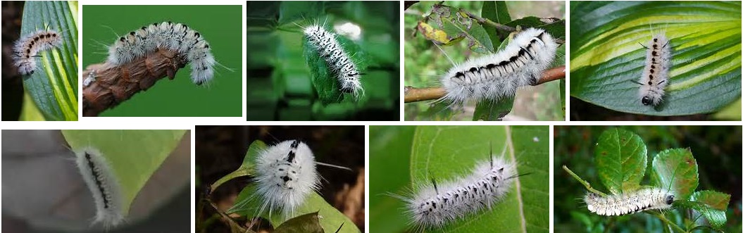 Will Ontario’s Poison Caterpillar Return This Summer?