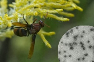 Over the years, Ontario beekeepers have experienced unusually high over-winter losses of honey bees, reaching 58 per cent following the winter of 2013-14. image: naturalblaze.com