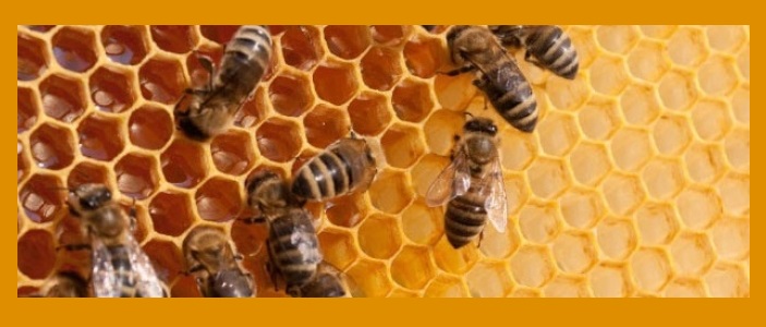 Ontario Law Protects Bees By Reducing Neonicotinoid Corn And Soybean Crops