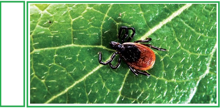 Ontario To Citizenry: Fight Lyme Disease, Protect Yourself From Ticks & Mosquitoes