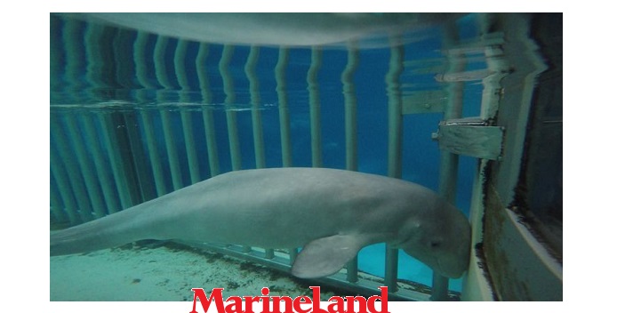 Niagara Falls Ontario Marineland Shamed As Worst Aquarium In Canada