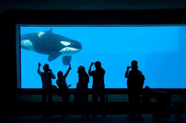 40+ yr old Orca "Kiska" has been in solitary confinement since 2011.