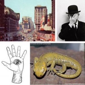 Spotted Salamander Album Review Banner2