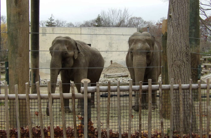 Zoos Are Consumers Of Elephants Not Conservers