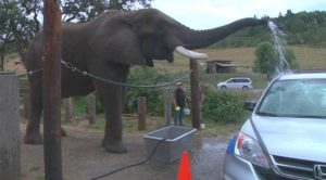 7-wildlife-safari_george-used-as-an-elephant-carwash_credit-kpic