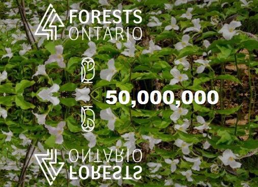 forests-ontario-million-tree-planting-program-banner2