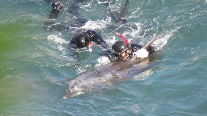 Dolphin Hunting Season Opens In Japan
