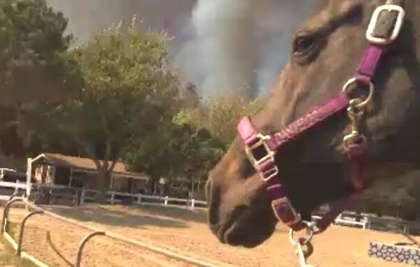 Horse evacuation Irvine Park wildfire 