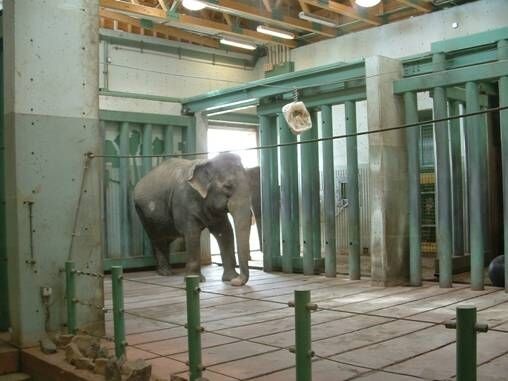 Calgary Zoo Elephant Lucy