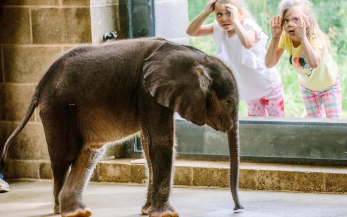 10 Worst Zoos For Elephants In Captivity