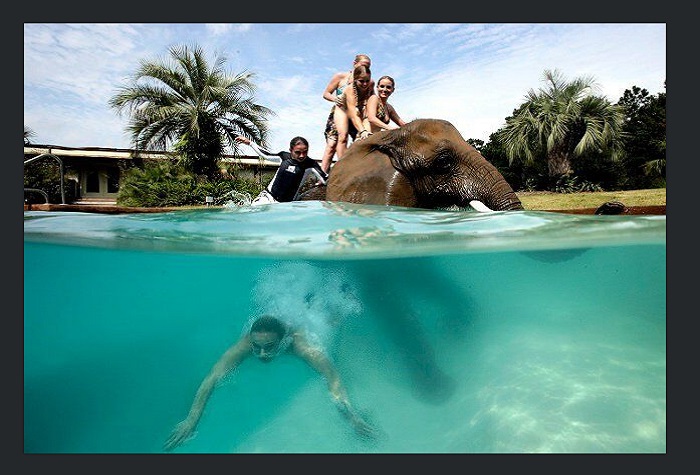 Bubbles the Elephant at Myrtle Beach Safari