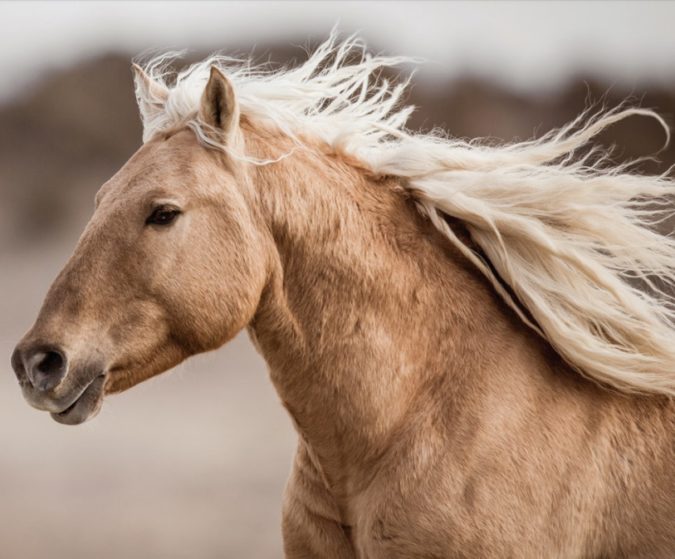Wild Horses And Burros Spared From Slaughter