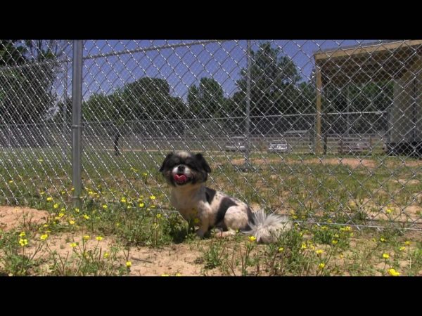 Dog enjoys dog run at Hope Animal Sanctuary