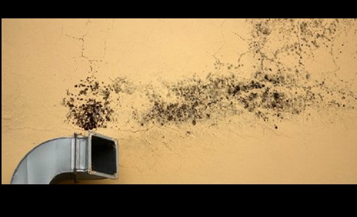 mold in the workplace and home