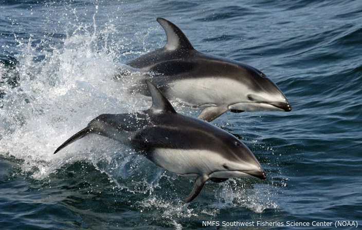 Canada Passes Bill Ending Captivity Of Whales & Dolphins