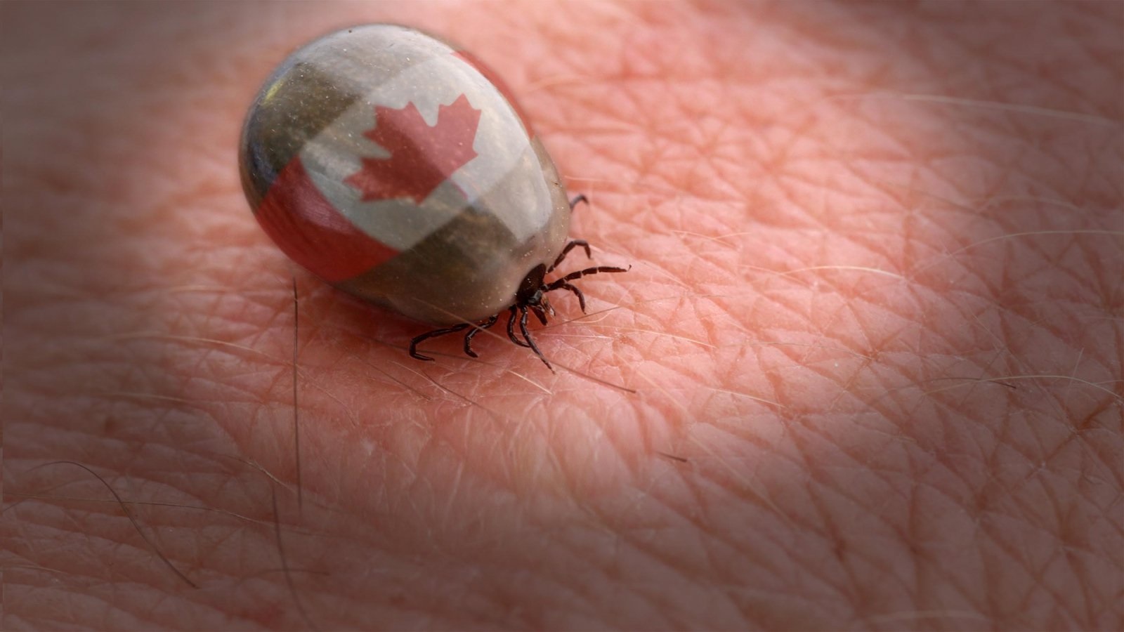 Evaluation Of Practices Is Key For Lyme Disease Strategy