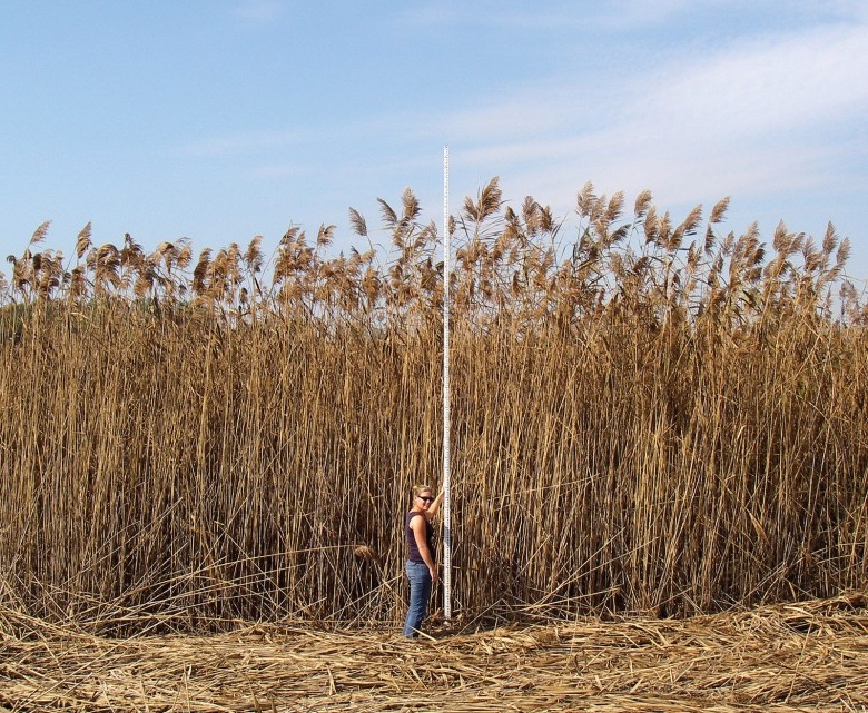 Ontario Can’t Afford To Not Win War On Phragmites