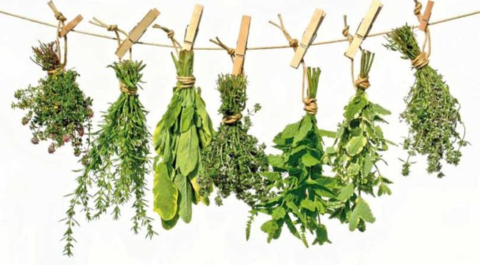 Plants With Real Healing Powers That Cure