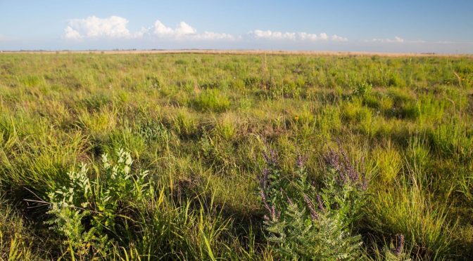 Make A Prairie Say No To Land Without Life