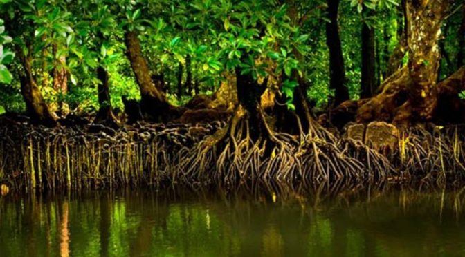 Mangroves Disappearing -Experts Share Critical Lessons On Saving