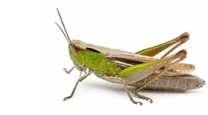Crickets And Grasshoppers Relaxing Sounds For Your Mind
