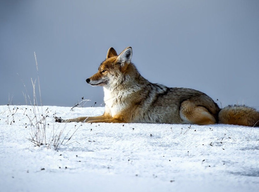 Living With Canada’s Urban and Rural Coyotes