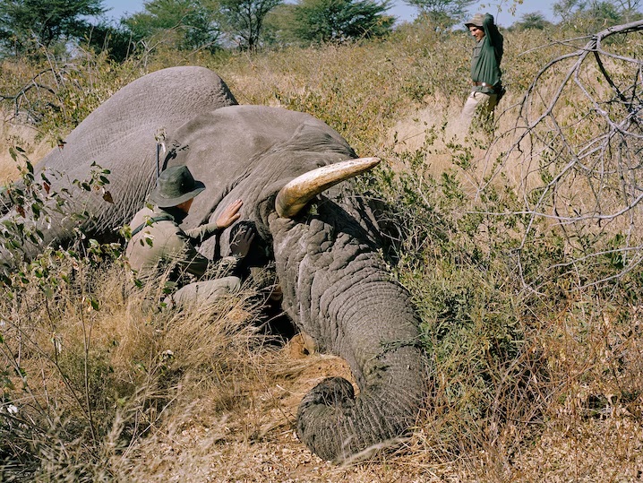 Botswana Elephant Trophy Hunt Still Shockingly Legal